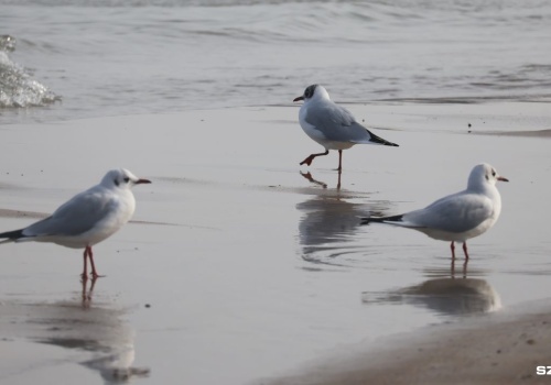 Jeden z kołobrzeskich symboli i propozycja radnej