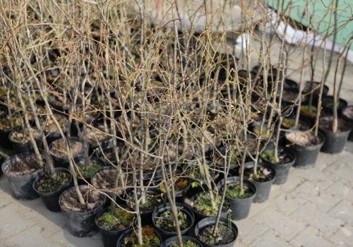 Nowe drzewa w Skarżysku