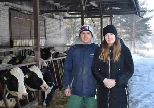 12 tys. kg mleka i dodatkowa laktacja. Ich patent to buhaj w haremie