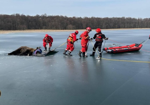 Stado żubrów przebiegało przez jezioro. Interweniowali strażacy