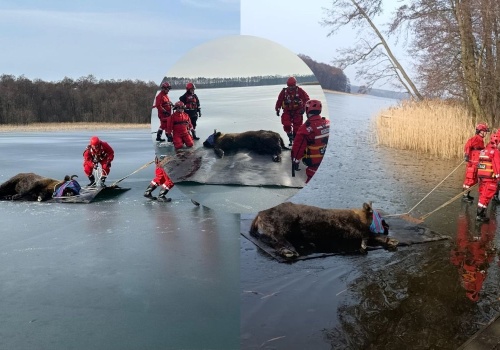 Drzewoszewo: jakimś cudem strażacy uratowali żubra z zamarzniętej tafli jeziora