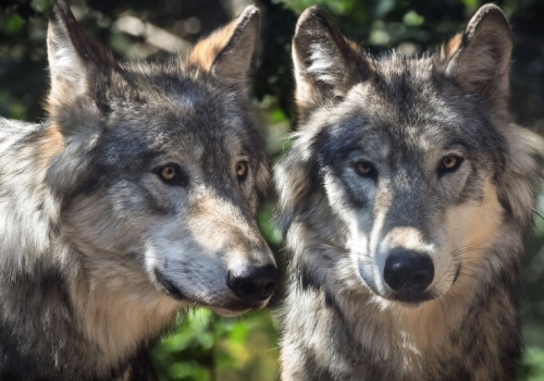 Francja zredukuje liczbę wilków o 21 procent. A w Polsce wilków jest 5 razy więcej