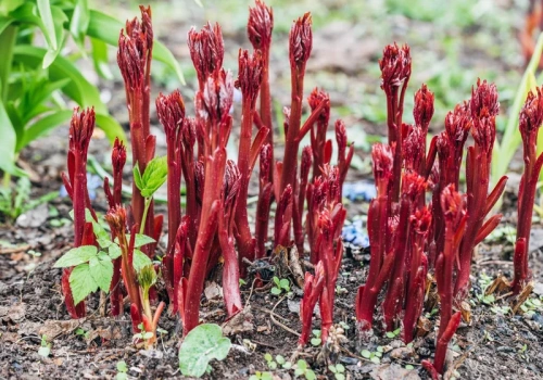 Wystarczy jedna wiosenna dawka – ogrodnicy robią to w marcu i mają morze kwiatów
