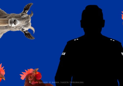 W gospodarstwie w Gorzędowie kozioł zgwałcił trzy kury nioski