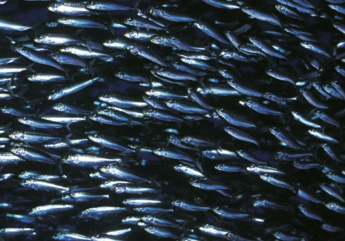 Na półkuli północnej ubywa ryb w morzach i oceanach. Opublikowano raport