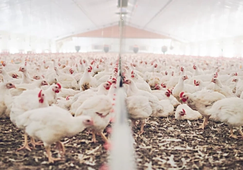 Ciechanowiec: Tysiące kurczaków i setki ciężarówek. Mieszkańcy obawiają się skutków inwestycji