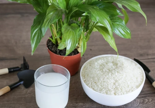 Ten koreański trik z ryżu odmienił moje kwiaty. Efekty po miesiącu