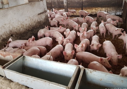 Tuczniki po 7 zł za kg. „Weszliśmy w okres intensywnych wzrostów”