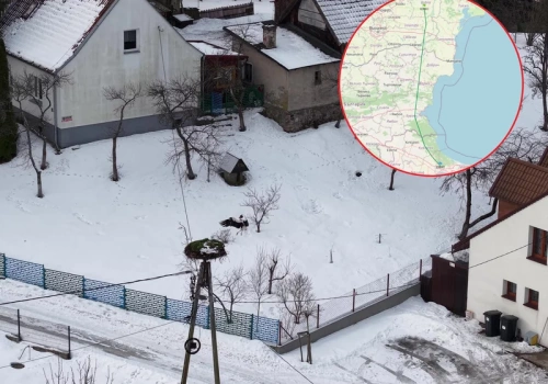 Ten bocian wywołał sensację w Polsce. Są nowe wieści o stanie Krutka