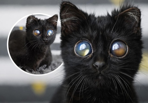 Viralowy kot Dorito zachwycił internet. „To nie AI” – mówią weterynarze