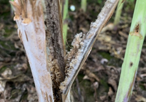 Chowacze w rzepaku. Uszkodzenia łodyg jako „wrota infekcji” dla patogenów