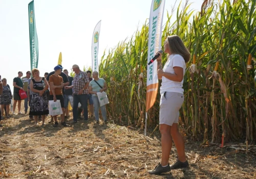 Nie patrz tylko na plon kukurydzy. 1% wilgotności może zabrać 2 q z hektara