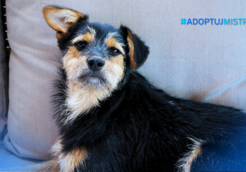 Jak przygotować się do adopcji? – praktyczny poradnik #AdoptujMistrza