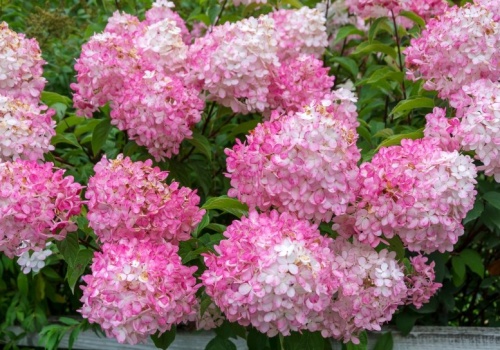 Nie wyrzucaj, a zakop pod hortensją. Będziesz mieć najpiękniejszy krzew w okolicy