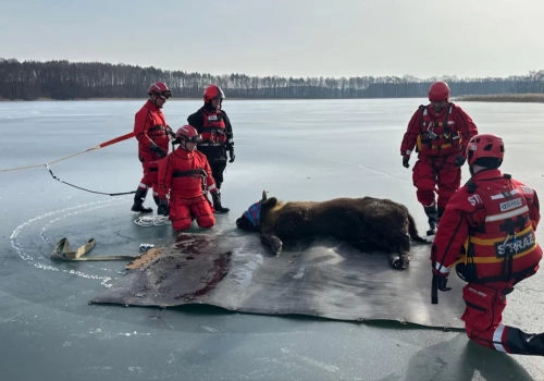 Żubr utknął na lodzie. Ekspansja stad coraz bliżej Borów Tucholskich