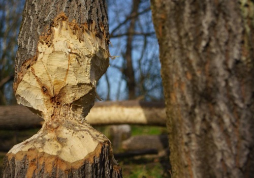 Odstrzał nie rozwiąże problemu – Bobry pod lupą ekspertów w Nowym Dworze Gdańskim
