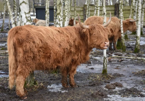Długowłose bydło ze Szkocji podbija Polskę. 300 sztuk na jednym ranczu