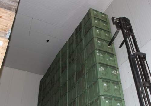 Jabłko przemysłowe stanęło. Sadownicy mogą się rozczarować