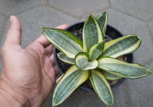 Podlewasz wężownicę 