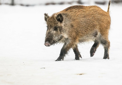 Polskie miasto zleci zabicie 100 dzików. 