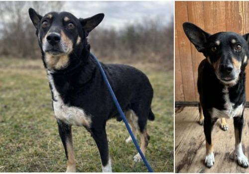 Do serca przytul psa. Amor czeka na nowy dom