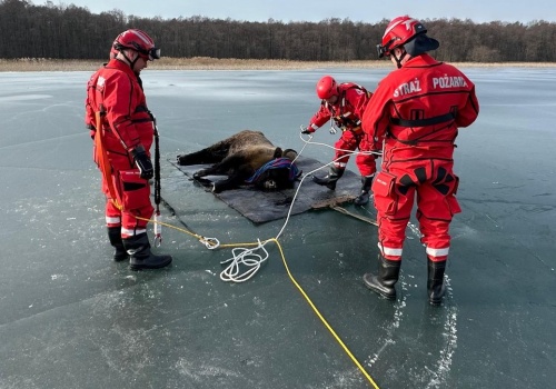Żubrzyca utknęła na zamarzniętym jeziorze. Strażacy holowali ją 130 metrów