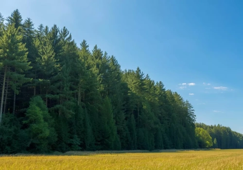 Podatek leśny dla rolników – kto musi zapłacić i ile wynosi w 2026 roku?