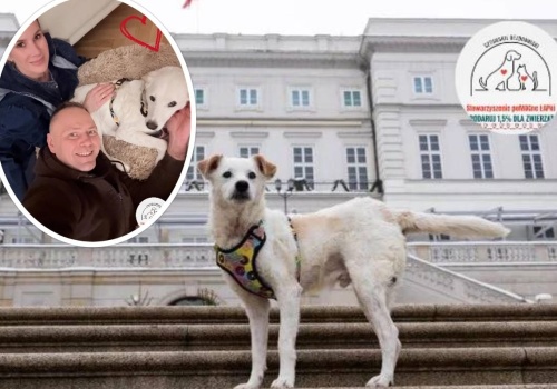 Bezdomny Yuki trafił do Pałacu Prezydenckiego. Nawroccy przygarnęli pieska