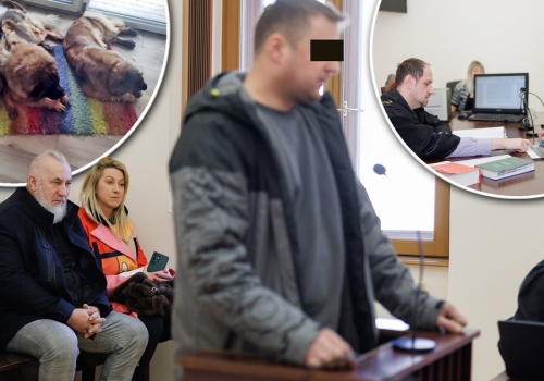 Psy sąsiada goniły mu syna. Został oskarżony o coś strasznego. 