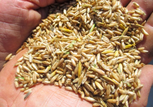 Co się dzieje z cenami owsa? Dlaczego jest droższy od pszenicy?