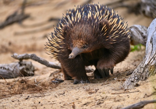 Taka kolczatka to rzadkość. Wygląda jak Pokemon