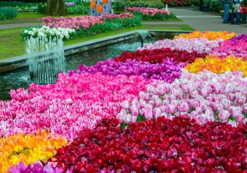 Zobacz największy ogród świata. Jedź na Festiwal Tulipanów i ciesz się wiosną