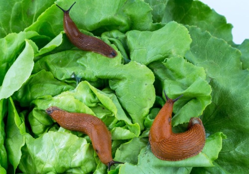 Wzmacnia pomidory i odstrasza ślimaki. Wiosną rozsypuję na grządkach