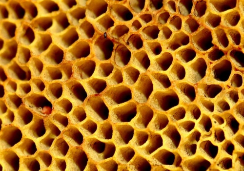 To może być pierwsze zwierzę, jakie powstało na Ziemi. Znamy je bardzo dobrze