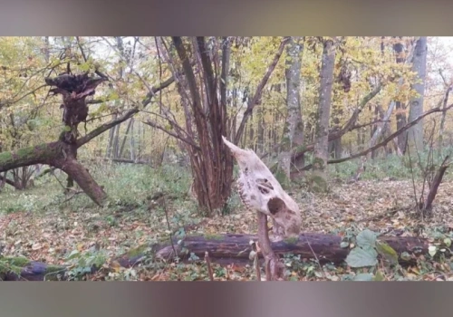 Sensacja pod Włodawą. Nieznane nikomu grodzisko odkryte na niedostępnych bagnach