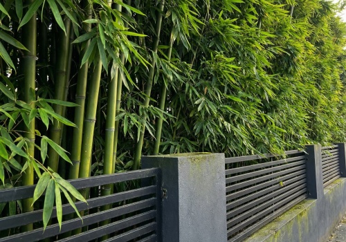 Pa pa oklepane tuje. Posadziłam coś innego i mam ścianę zieleni. Zasłoni sąsiadów, ale jest haczyk