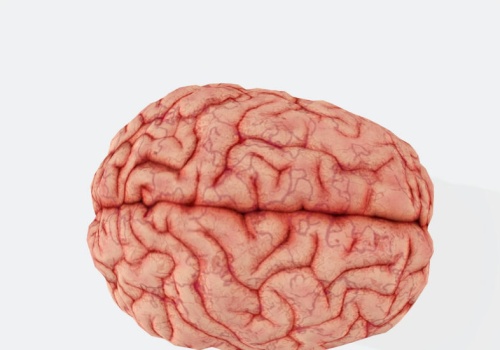 To mit, że człowiek nie tworzy nowych neuronów w dorosłości. Jest jedno 