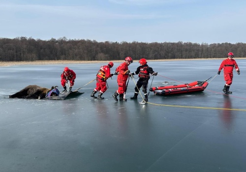 Żubr na zamarzniętym jeziorze. Strażacy uratowali zwierzaka