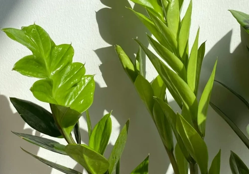 Jedna tabletka z apteki i zamiokulkas wypuszcza nowe liście