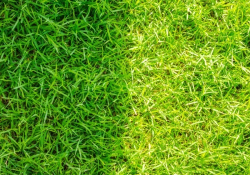 Zrób to do końca marca. Mech zniknie, a trawnik odzyska soczystą zieleń