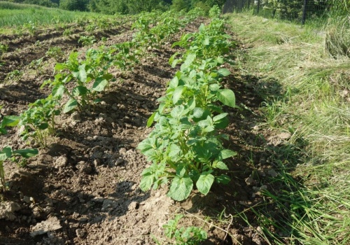 Jak chronić ziemniaki i soję bez metrybuzyny?