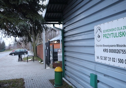 Becikowe za adopcję psa. Bezdomne zwierzęta z gminy Chojnice dostają wyprawkę