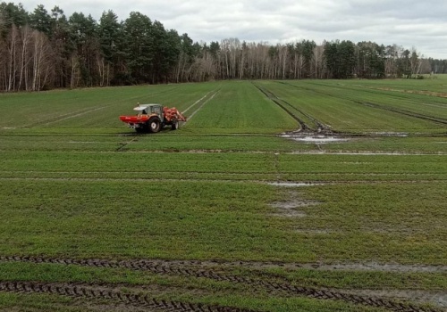 Azot w pszenicy – ile na pierwszą dawkę wiosną?