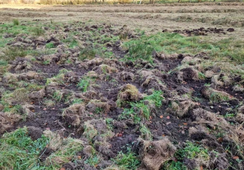 Dziki zryły łąkę? Jak szybko zrekultywować darń i uratować pokos