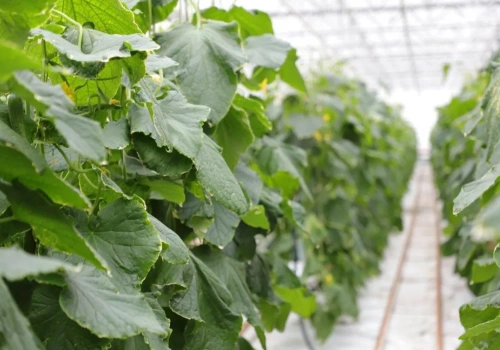 Rekordowy import ogórków do Polski. Kto został liderem?