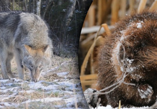 Przyrodnicy alarmują. Wilki w Polsce znalazły łatwą przekąskę