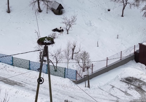 Sławny bocian Krutek wrócił do gniazda