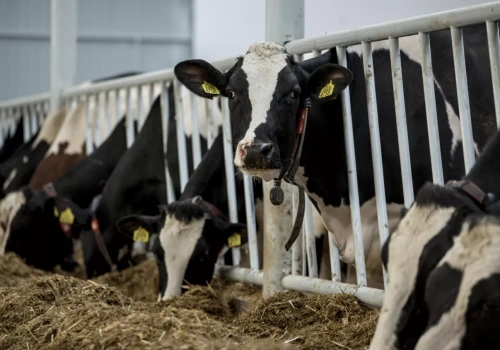 Proszki mleczne drożeją. Czy to początek wyższych cen mleka?