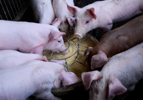 Chińska spółka sprzedała 80 mln tuczników w 2025r. Teraz planuje ekspansję