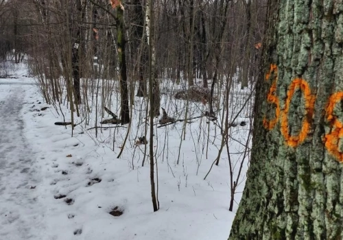 Dzień dobry Katowice. Trwa duża wycinka drzew w Parku Śląskim